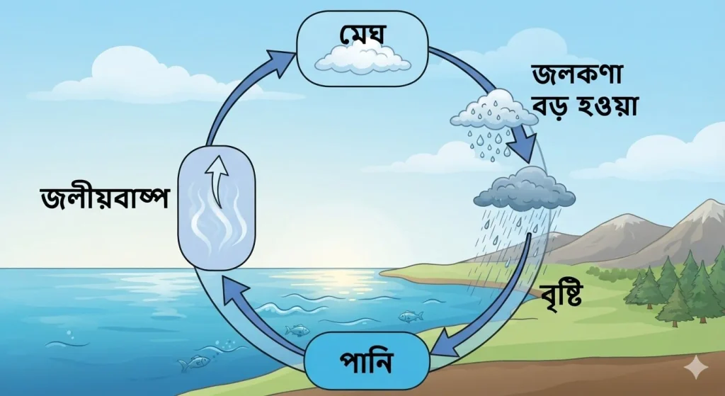 বৃষ্টি কীভাবে তৈরি হয়
